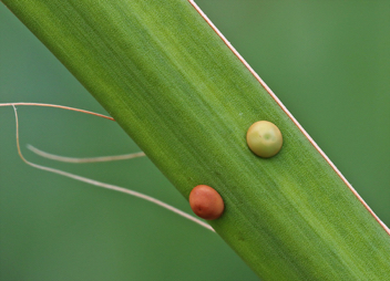 Yucca Giant-Skipper Eggs